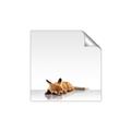 Picture of Singular Fox  _GroupedProduct_Square_Mini_ _GroupedProduct_Square_Unframed_Print_Only_