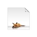 Picture of Singular Fox  _GroupedProduct_Square_Mini_ _GroupedProduct_Square_Unframed_Print_Only_