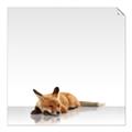 Picture of Singular Fox  _GroupedProduct_Square_Mini_ _GroupedProduct_Square_Unframed_Print_Only_