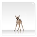 Picture of Singular Deer _GroupedProduct_Square_Mini_ _GroupedProduct_Square_Unframed_Print_Only_