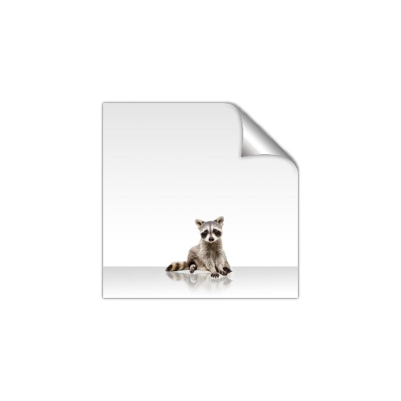 Picture of Singular Raccoon _GroupedProduct_Square_Mini_ _GroupedProduct_Square_Unframed_Print_Only_