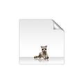 Picture of Singular Raccoon _GroupedProduct_Square_Mini_ _GroupedProduct_Square_Unframed_Print_Only_