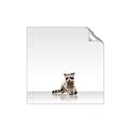 Picture of Singular Raccoon _GroupedProduct_Square_Mini_ _GroupedProduct_Square_Unframed_Print_Only_