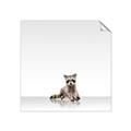 Picture of Singular Raccoon _GroupedProduct_Square_Mini_ _GroupedProduct_Square_Unframed_Print_Only_