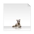 Picture of Singular Raccoon _GroupedProduct_Square_Mini_ _GroupedProduct_Square_Unframed_Print_Only_