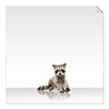 Picture of Singular Raccoon _GroupedProduct_Square_Mini_ _GroupedProduct_Square_Unframed_Print_Only_