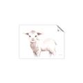 Picture of Baby Sheep Side  _GroupedProduct_Rectangle_Landscape_Mini_ _GroupedProduct_Rectangle_Landscape_Unframed_Print_Only_