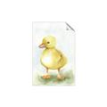 Picture of Farm Duck _GroupedProduct_Rectangle_Portrait_Mini_ _GroupedProduct_Rectangle_Portrait_Unframed_Print_Only_