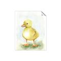 Picture of Farm Duck _GroupedProduct_Rectangle_Portrait_Mini_ _GroupedProduct_Rectangle_Portrait_Unframed_Print_Only_