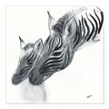 Picture of Mom and baby Zebra _GroupedProduct_Square_Mini_ _GroupedProduct_Square_Unframed_Print_Only_