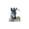 Picture of Sleeping Zebra _GroupedProduct_Rectangle_Portrait_Mini_ _GroupedProduct_Rectangle_Portrait_Unframed_Print_Only_