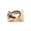 Picture of Sleeping Giraffe _GroupedProduct_Rectangle_Landscape_Mini_ _GroupedProduct_Rectangle_Landscape_Unframed_Print_Only_