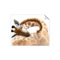 Picture of Sleeping Giraffe _GroupedProduct_Rectangle_Landscape_Mini_ _GroupedProduct_Rectangle_Landscape_Unframed_Print_Only_