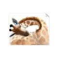 Picture of Sleeping Giraffe _GroupedProduct_Rectangle_Landscape_Mini_ _GroupedProduct_Rectangle_Landscape_Unframed_Print_Only_