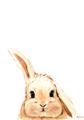 Picture of Pop up bunny _GroupedProduct_Rectangle_Portrait_Mini_ _GroupedProduct_Rectangle_Portrait_Unframed_Print_Only_
