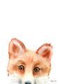 Picture of Pop up Fox _GroupedProduct_Rectangle_Portrait_Mini_ _GroupedProduct_Rectangle_Portrait_Unframed_Print_Only_
