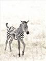 Picture of Summer Zebra _GroupedProduct_Rectangle_Portrait_Mini_ _GroupedProduct_Rectangle_Portrait_Unframed_Print_Only_