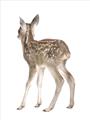Picture of Behind Deer _GroupedProduct_Rectangle_Portrait_Mini_ _GroupedProduct_Rectangle_Portrait_Unframed_Print_Only_