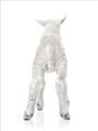 Picture of Behind Lamb _GroupedProduct_Rectangle_Portrait_Mini_ _GroupedProduct_Rectangle_Portrait_Unframed_Print_Only_