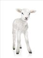 Picture of In Front Lamb _GroupedProduct_Rectangle_Portrait_Mini_ _GroupedProduct_Rectangle_Portrait_Unframed_Print_Only_