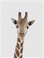 Picture of Baby Giraffe _GroupedProduct_Rectangle_Portrait_Mini_ _GroupedProduct_Rectangle_Portrait_Unframed_Print_Only_