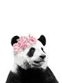 Picture of Flower Crown Panda _GroupedProduct_Rectangle_Portrait_Mini_ _GroupedProduct_Rectangle_Portrait_Unframed_Print_Only_