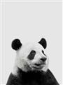 Picture of Panda Portrait _GroupedProduct_Rectangle_Portrait_Mini_ _GroupedProduct_Rectangle_Portrait_Unframed_Print_Only_
