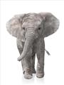 Picture of In Front Elephant _GroupedProduct_Rectangle_Portrait_Mini_ _GroupedProduct_Rectangle_Portrait_Unframed_Print_Only_