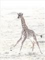 Picture of Summer Giraffe _GroupedProduct_Rectangle_Portrait_Mini_ _GroupedProduct_Rectangle_Portrait_Unframed_Print_Only_