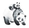 Picture of Mom and Baby Panda _GroupedProduct_Square_Mini_ _GroupedProduct_Square_Unframed_Print_Only_