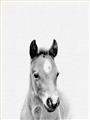 Picture of Cute Little Foal  _GroupedProduct_Rectangle_Portrait_Mini_ _GroupedProduct_Rectangle_Portrait_Unframed_Print_Only_