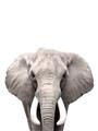 Picture of Safari Elephant _GroupedProduct_Rectangle_Portrait_Mini_ _GroupedProduct_Rectangle_Portrait_Unframed_Print_Only_