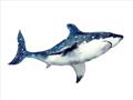 Picture of Shark Attack I   _GroupedProduct_Rectangle_Landscape_Mini_ _GroupedProduct_Rectangle_Landscape_Unframed_Print_Only_