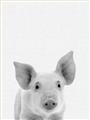 Picture of Farmhouse Pig _GroupedProduct_Rectangle_Portrait_Mini_ _GroupedProduct_Rectangle_Portrait_Unframed_Print_Only_