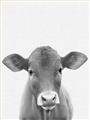 Picture of Cute Little Calf _GroupedProduct_Rectangle_Portrait_Mini_ _GroupedProduct_Rectangle_Portrait_Unframed_Print_Only_