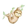 Picture of Swinging Sloth II  _GroupedProduct_Square_Mini_ _GroupedProduct_Square_Unframed_Print_Only_