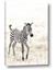 Picture of Summer Zebra