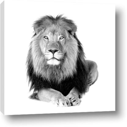 Picture of Lion Black and White