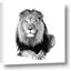 Picture of Lion Black and White