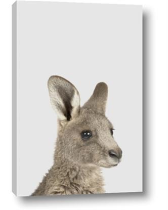 Picture of Kangaroo