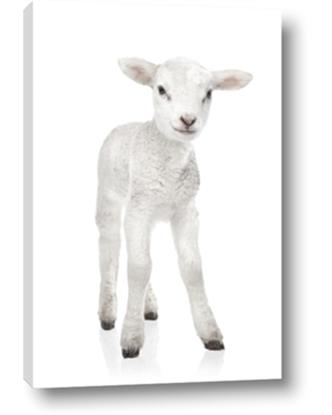 Picture of In Front Lamb