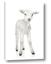 Picture of In Front Lamb
