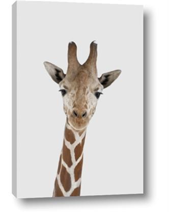 Picture of Baby Giraffe III