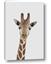 Picture of Baby Giraffe III