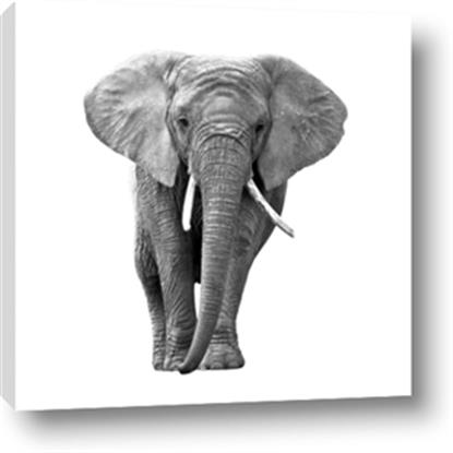 Picture of Elephant Black and White