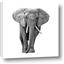 Picture of Elephant Black and White