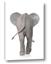Picture of Behind Elephant
