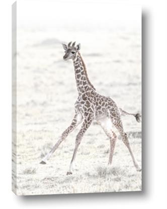 Picture of Summer Giraffe