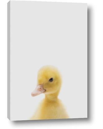 Picture of Baby Duck