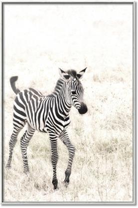 Picture of Summer Zebra